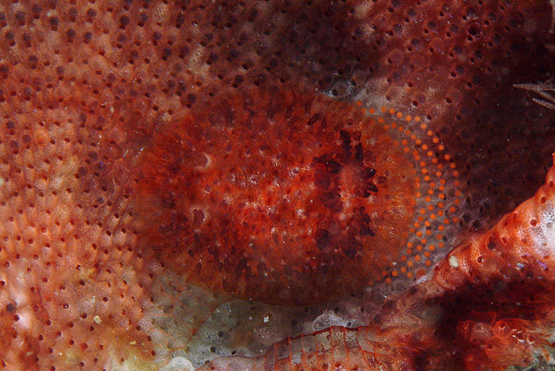 Onchidoris neapolitana